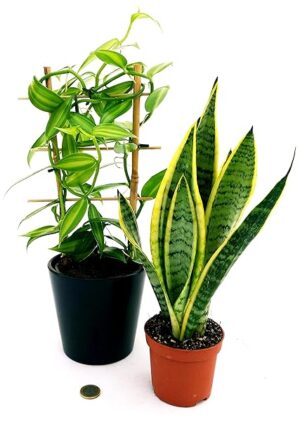 POWERS TO FLOWERS - ORCHIDEA VANIGLIA XL e SANSEVERIA, Piante Vere