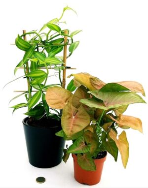 POWERS TO FLOWERS - ORCHIDEA VANIGLIA XL e SYNGONIUM NEON ROBUSTA, Piante Vere