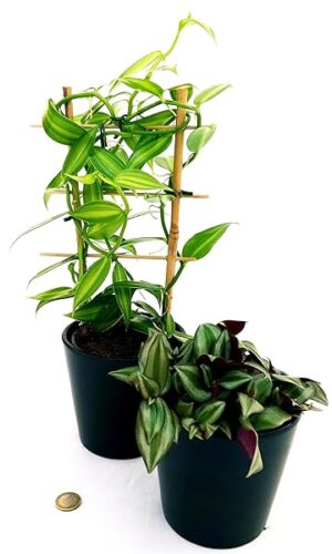 POWERS TO FLOWERS - ORCHIDEA VANIGLIA XL e TRADESCANTIA, Piante Vere