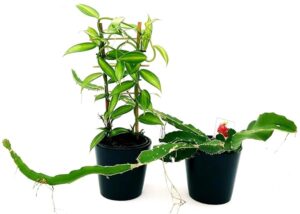 POWERS TO FLOWERS - ORCHIDEA VANIGLIA, e PITAYA FRUTTO DEL DRAGO A POLPA ROSSA, vaso 12cm, piante vere
