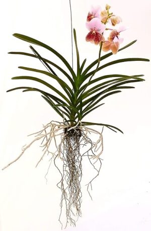 POWERS TO FLOWERS - ORCHIDEA WANDA ROSA BICOLORE, pianta vera