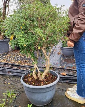 POWERS TO FLOWERS - OSMANTHUS BURKWOODII, BONSAI DA GIARDINO, VASO 40CM, Piante vere