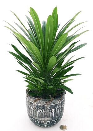 POWERS TO FLOWERS - PACHYPODIUM LAMEREI, PALMA DEL MADAGASCAR, IN VASO CERAMICA AFRICA, vaso 13cm altezza 25/30cm, pianta vera