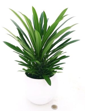 POWERS TO FLOWERS - PACHYPODIUM LAMEREI, PALMA DEL MADAGASCAR, IN VASO CERAMICA BIANCO A RIGHE, vaso 13cm altezza 25/30cm, pianta vera