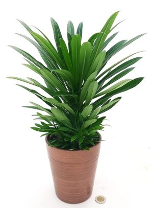 POWERS TO FLOWERS - PACHYPODIUM LAMEREI, PALMA DEL MADAGASCAR, IN VASO CERAMICA BRONZO, vaso 13cm altezza 25/30cm, pianta vera