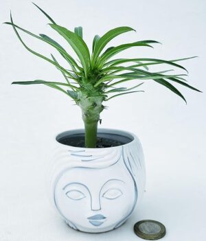 POWERS TO FLOWERS - PACHYPODIUM LAMEREI, PALMA DEL MADAGASCAR IN VASO CERAMICA SIGNORINA, ideale per scrivania, pianta vera