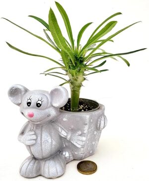 POWERS TO FLOWERS - PACHYPODIUM LAMEREI, PALMA DEL MADAGASCAR IN VASO CERAMICA TOPOLINO, ideale per scrivania, pianta vera