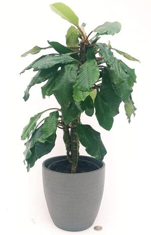 POWERS TO FLOWERS - PACHYPODIUM XXL, PALMA DEL MADAGASCAR, IN VASO CERAMICA ANTRACITE, vaso 18cm, altezza 50/60cm, pianta vera