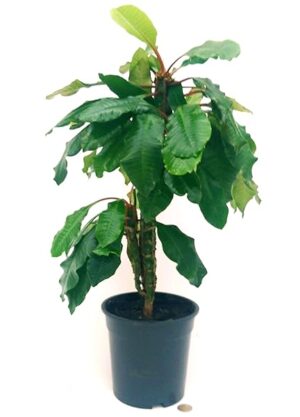POWERS TO FLOWERS - PACHYPODIUM XXL, PALMA DEL MADAGASCAR, vaso 18cm altezza 50/60cm, pianta vera
