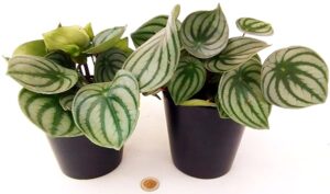POWERS TO FLOWERS - PEPEROMIA ARGYREIA, 2 PIANTE VASO 12CM, piante vere