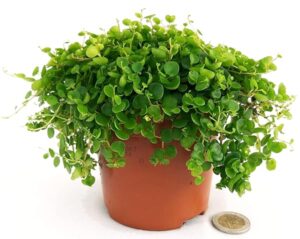 POWERS TO FLOWERS - PEPEROMIA BANGROANA, VASO 12CM, pianta vera