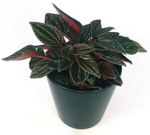 POWERS TO FLOWERS - PEPEROMIA CAPERATA BRASILIA IN VASO CERAMICA NERO OPACO, pianta vera