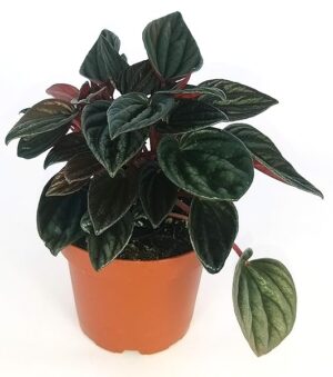POWERS TO FLOWERS - PEPEROMIA CAPERATA BRASILIA, pianta vera