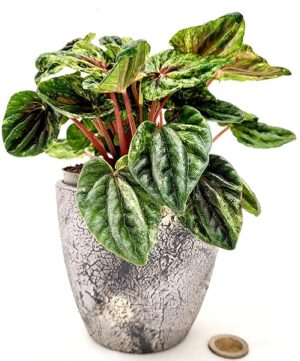 POWERS TO FLOWERS - PEPEROMIA CAPERATA BUENOS AIRES IN VASO CERAMICA, VASO 12 CM DIAMETRO, pianta vera