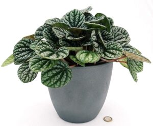 POWERS TO FLOWERS - PEPEROMIA CAPERATA BURBELLA IN VASO CERAMICA ANTRACITE, VASO 16CM, pianta vera