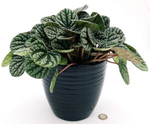 POWERS TO FLOWERS - PEPEROMIA CAPERATA BURBELLA IN VASO CERAMICA NERO A RIGHE, VASO 16CM, pianta vera