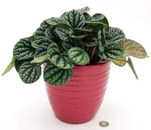 POWERS TO FLOWERS - PEPEROMIA CAPERATA BURBELLA IN VASO CERAMICA ROSA ANTICO A RIGHE, VASO 16CM, pianta vera