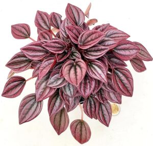 POWERS TO FLOWERS - PEPEROMIA CAYENNE, VASO 12CM DIAMETRO, pianta vera