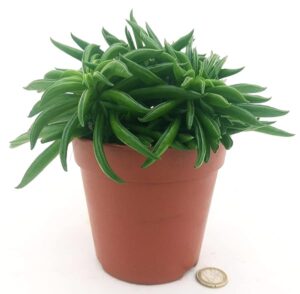 POWERS TO FLOWERS - PEPEROMIA HAPPY BEAN, VASO 12CM, pianta vera