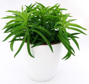 POWERS TO FLOWERS - PEPEROMIA NEVADA IN VASO CERAMICA BIANCO A RIGHE, pianta vera
