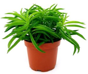POWERS TO FLOWERS - PEPEROMIA NEVADA, VASO 12CM, pianta vera