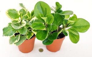 POWERS TO FLOWERS - PEPEROMIA OBTUSIFOLIA VERDE e VARIEGATA, 2 PIANTE, VASO 12CM DIAMETRO, piante vere