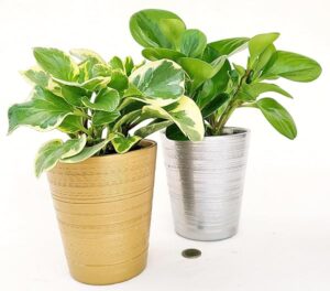 POWERS TO FLOWERS - PEPEROMIA OBTUSIFOLIA VERDE e VARIEGATA IN VASO CERAMICA ORO ED ARGENTO, 2 PIANTE, VASO 12CM DIAMETRO, piante vere