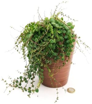 POWERS TO FLOWERS - PEPEROMIA PROSTRATA IN VASO CERAMICA BRONZO, VASO 13CM, pianta vera