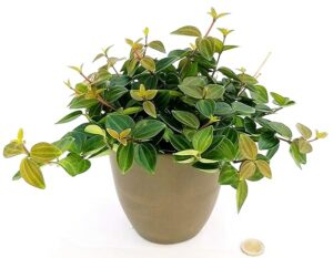 POWERS TO FLOWERS - PEPEROMIA ROCCA VERDE IN VASO CERAMICA GRIGIO, pianta vera