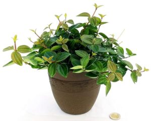 POWERS TO FLOWERS - PEPEROMIA ROCCA VERDE IN VASO CERAMICA MOKA RIGATO, pianta vera