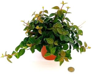 POWERS TO FLOWERS - PEPEROMIA ROCCA VERDE, pianta vera