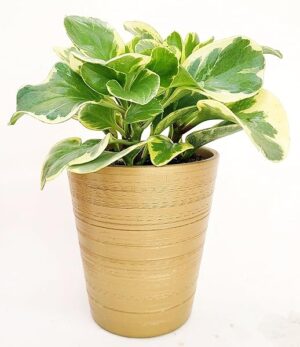 POWERS TO FLOWERS - PEPEROMIA USA, OBTUSIFOLIA VARIEGATA, IN VASO CERAMICA ORO, pianta vera