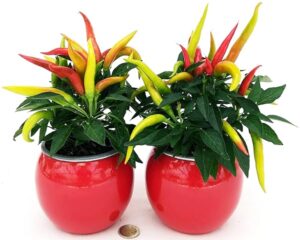 POWERS TO FLOWERS - PEPERONCINO ORNAMENTALE ROSSO IN VASO CERAMICA ROSSO SFERICO, CAPSICUM, 2 PIANTE, VASO 12CM, piante vere