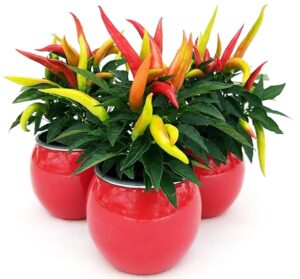 POWERS TO FLOWERS - PEPERONCINO ORNAMENTALE TRIS ROSSO, IN VASO CERAMICA ROSSO SFERICO, CAPSICUM, 3 PIANTE, VASO 12CM, piante vere