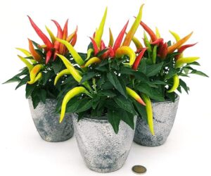 POWERS TO FLOWERS - PEPERONCINO ORNAMENTALE TRIS ROSSO, IN VASO CERAMICA RUSTICO, CAPSICUM, 3 PIANTE, VASO 12CM, piante vere
