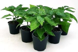 POWERS TO FLOWERS - PEPERONCINO PICCANTE BIO SET 6 PEZZI: TRINIDAD ,NAGA MORICH, CAYAMBE, TRINIDAD SCORPION YELLOW, HABANERO RED, CAROLINA REAPER, 6 PIANTE, Vaso 10cm, piante vere