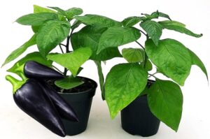 POWERS TO FLOWERS - PEPERONCINO PICCANTE CONDOR BIO, 2 PIANTE, Vaso 10cm, piante vere