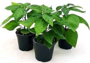 POWERS TO FLOWERS - PEPERONCINO PICCANTE FATALII YELLOW BIO, 3 PIANTE, Vaso 10cm, piante vere