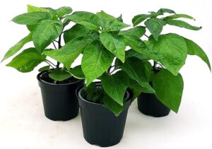 POWERS TO FLOWERS - PEPERONCINO PICCANTE NAGA MORICH BIO, 3 PIANTE, Vaso 10cm, piante vere