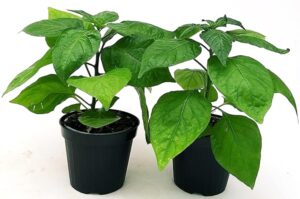 POWERS TO FLOWERS - PEPERONCINO TABASCO BIO, 2 PIANTE, Vaso 10cm, piante vere
