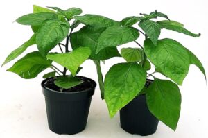 POWERS TO FLOWERS - PEPERONCINO TRINIDAD SCORPION RED BIO, 2 PIANTE, Vaso 10cm, piante vere