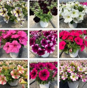POWERS TO FLOWERS - PETUNIA, POTUNIA, SURFINIA COMPATTA IN COLORI ASSORTITI, 9 PIANTE IN VASO 14, piante vere