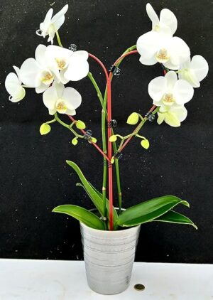 POWERS TO FLOWERS - PHALAENOPSIS BIANCA A FORMA DI CUORE IN VASO CERAMICA ARGENTO, pianta vera