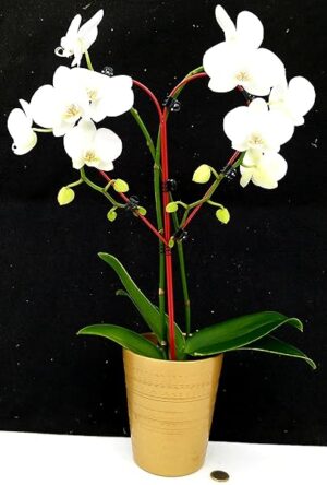 POWERS TO FLOWERS - PHALAENOPSIS BIANCA A FORMA DI CUORE IN VASO CERAMICA ORO, pianta vera