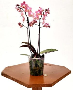 POWERS TO FLOWERS - PHALAENOPSIS PROFUMATE, MADAGASCAR, VASO 12CM DIAMETRO, Pianta vera