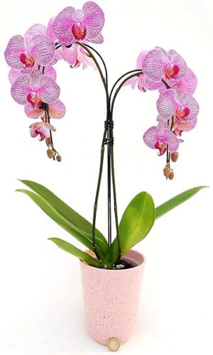 POWERS TO FLOWERS - PHALAENOPSIS UMBRELLA IN VASO CERAMICA ROSA ANTICO, pianta vera