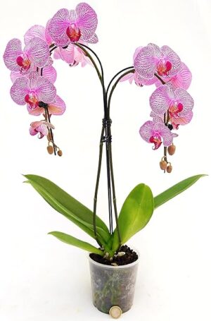 POWERS TO FLOWERS - PHALAENOPSIS UMBRELLA, pianta vera