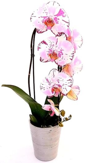 POWERS TO FLOWERS - PHALAENOPSIS VITTORIA A CASCATA, IN VASO CERAMICA ARGENTO, pianta vera