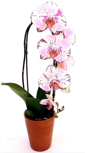 POWERS TO FLOWERS - PHALAENOPSIS VITTORIA A CASCATA, IN VASO CERAMICA BRONZO, pianta vera