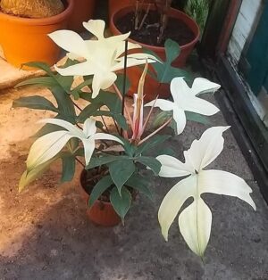 POWERS TO FLOWERS - PHILODENDRON, PHYLODENDRON FLORIDA GHOST XXL , VASO 18CM, pianta vera